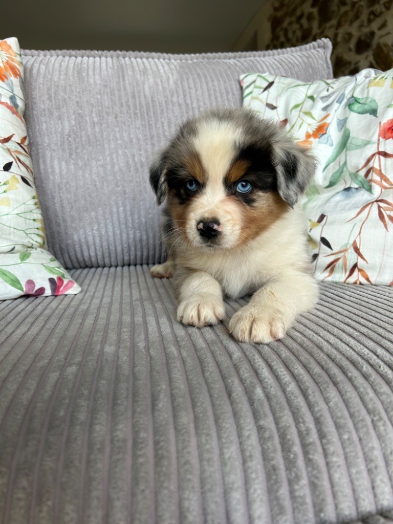 Gaëlle Saudubray - Berger Australien - Portée née le 29/07/2024