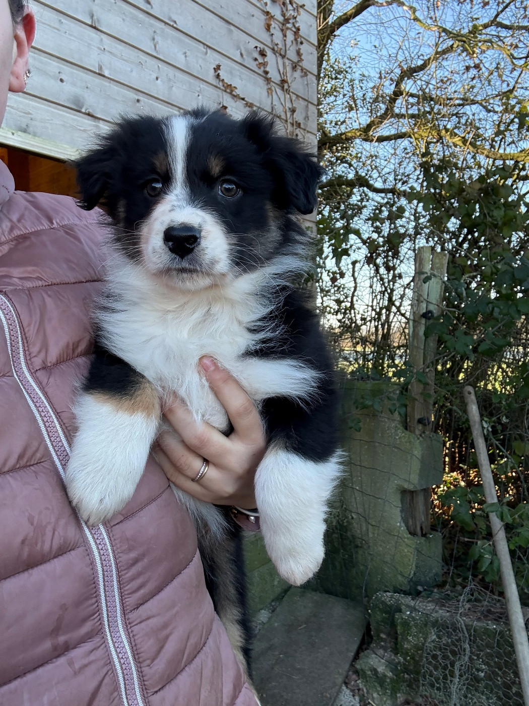 Gaëlle Saudubray - Chiots disponibles - Berger Australien