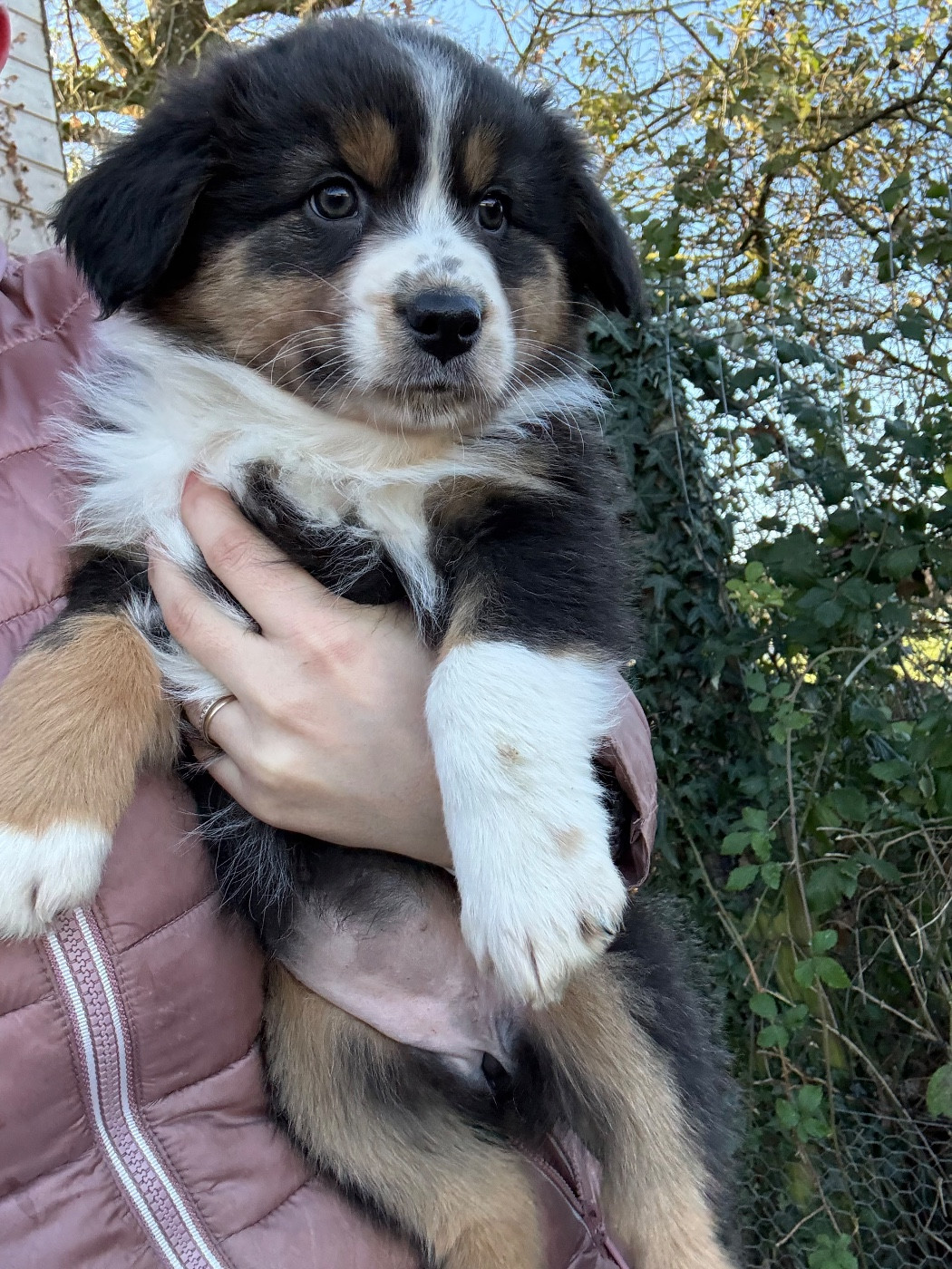 Gaëlle Saudubray - Chiots disponibles - Berger Australien