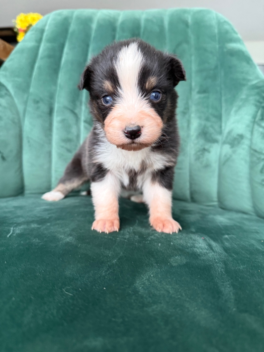 Gaëlle Saudubray - Chiots disponibles - Berger Australien