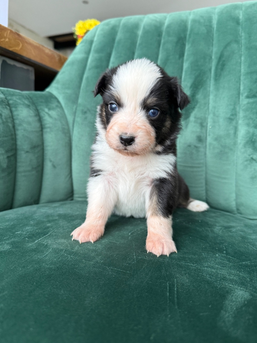 Gaëlle Saudubray - Chiots disponibles - Berger Australien