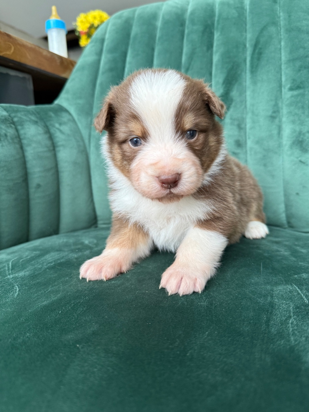 Gaëlle Saudubray - Chiots disponibles - Berger Australien