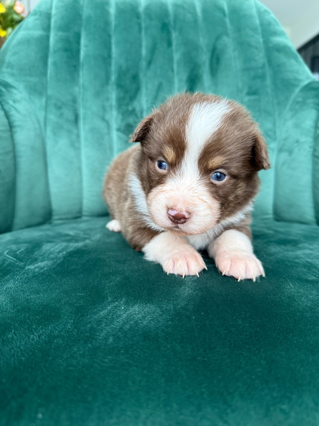 Gaëlle Saudubray - Chiots disponibles - Berger Australien