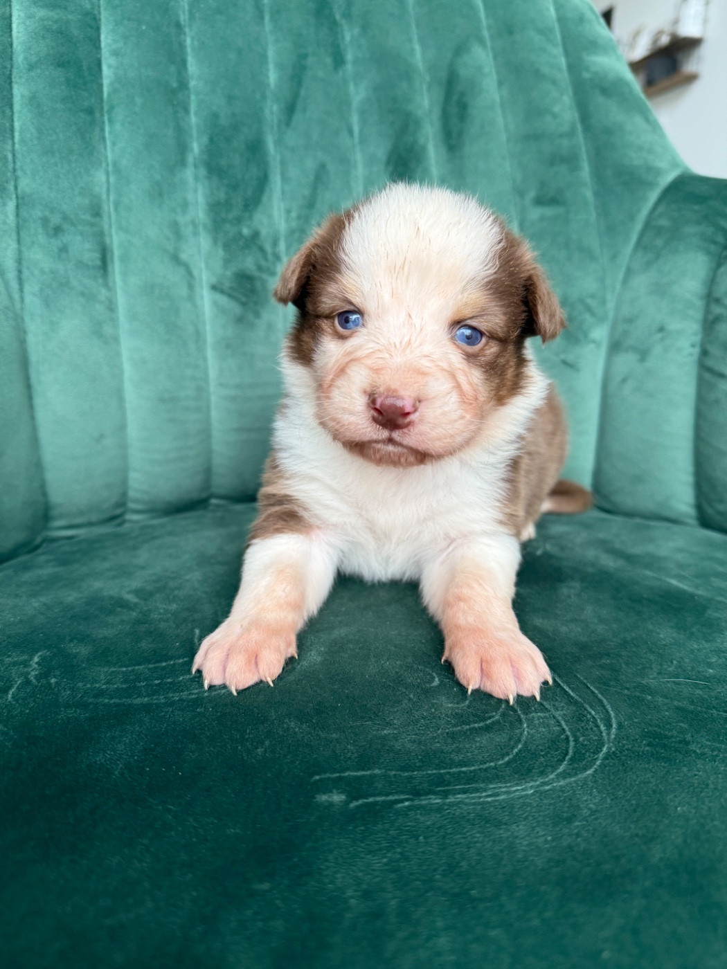 Gaëlle Saudubray - Chiots disponibles - Berger Australien