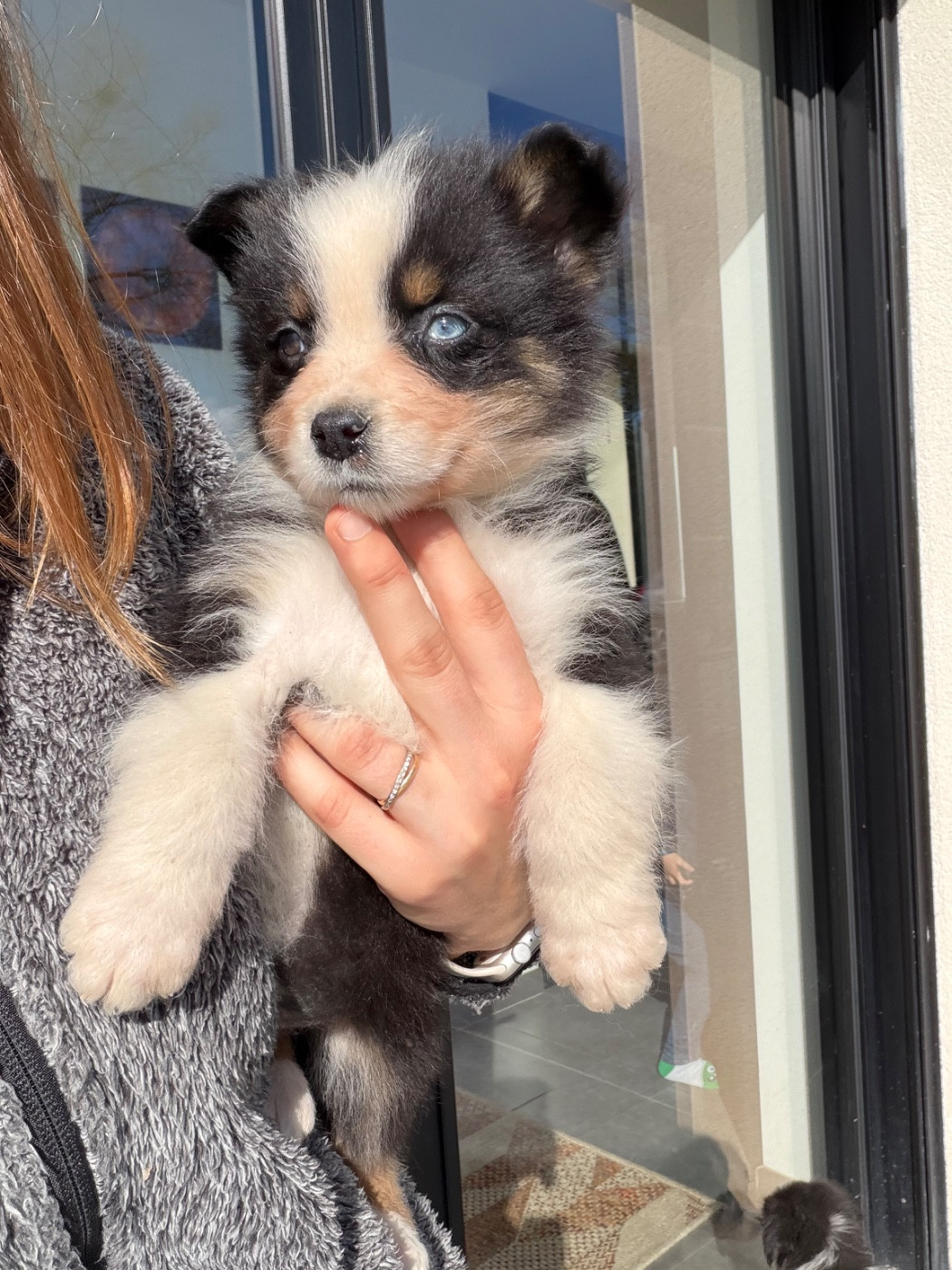 Gaëlle Saudubray - Chiots disponibles - Berger Australien